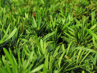 green grass background