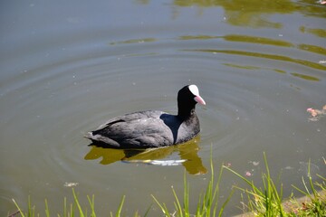 The Eurasian coot (Fulica atra), also known as the common coot, or Australian coot. Coot in the water