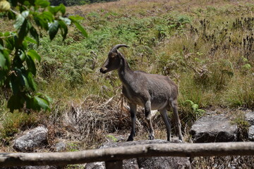 A mountain goat is standing on the rock and looking around