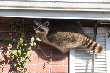 A raccoon scales someone's house in the Upper Beaches neighbourhood of Toronto, Canada, a city...