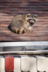A raccoon walks around on someone's house in the Upper Beaches neighbourhood of Toronto, Canada, a...