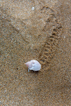 Small Hermit Crab In White Shell Leaving Trail Of Claw Prints Behind It In The Sand