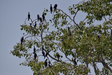 A group of cormorants is resting on the branches of a tree 