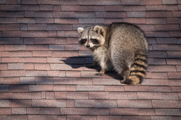 A raccoon walks around on someone's house in the Upper Beaches neighbourhood of Toronto, Canada, a...