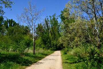 Mlocinski Park or Forest. Path in the forest park located in Bielany district in Warsaw, Poland