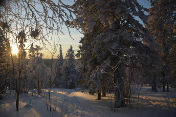 winter in the park