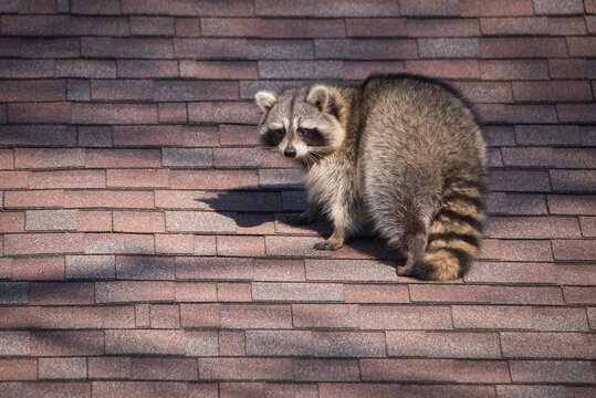 A raccoon walks around on someone's house in the Upper Beaches neighbourhood of Toronto, Canada, a city notorious for its urban raccoon population.