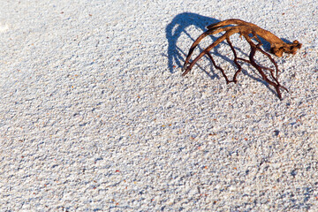 A dry branch on the white sea sand.Horizontally, 