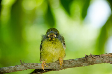 Baby Olive-backed bird waiting for food from its mother
