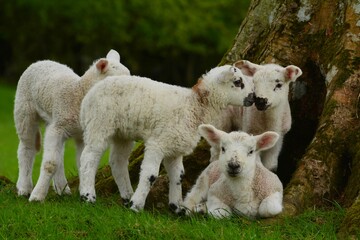 lamb in the field