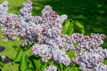 Violet-blue lilac variety “Prof.Hoser” flowering in a garden. Latin name: Syringa Vulgaris..