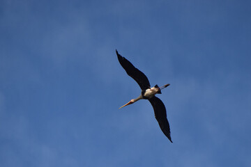 A Stork is flying high in the sky from one place to another  place 