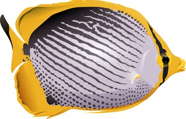 tropical fish vector