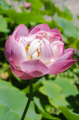 pink lotus flower