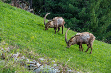 Zwei männliche Steinböcke auf Frühlingsweise bei Pontresina
