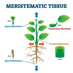 Meristematic tissue vector illustration. Labeled educational plant structure - obrazy, fototapety, plakaty