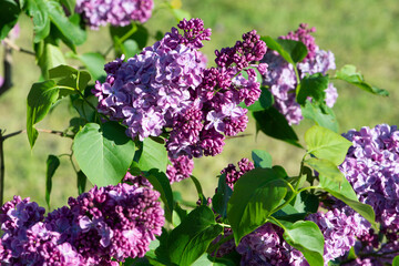 Purple lilac variety "Topaz" flowering in a garden. Latin name: Syringa Vulgaris.