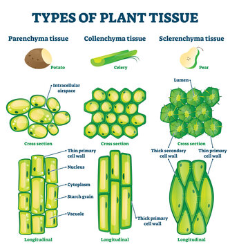 Plant tissue types vector illustration. Labeled educational structure scheme