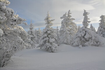snow covered trees in the mountains