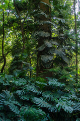 forest in the morning