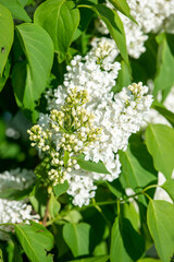 White lilac variety “Excellent" flowering in a garden. Latin name: Syringa Vulgaris..