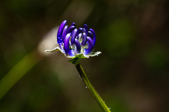 Devil's claw