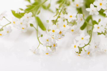 Fototapeta na wymiar White forget-me-nots. Little spring summer flowers on a white background.