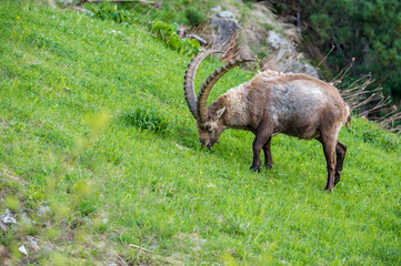 männlicher Steinböcke auf Frühlingsweise bei Pontresina
