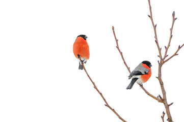 Two bullfinches sitting on branch isolated on white background