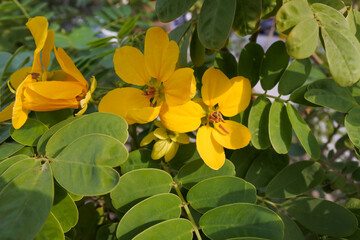 Yellow Senna italica flowers blooming among green foliage on the legume tree