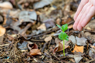 closeup of woman hands water the plants or sprout on earth day.Environment conservation and energy saving concept.