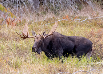 Bull Moose with huge antlers walking through a marsh in Algonquin Park, Canada in autumn