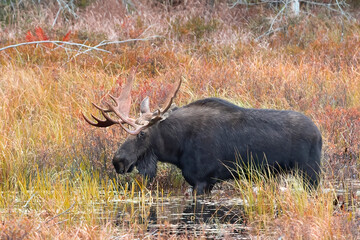 Bull Moose with huge antlers grazing in a pond in Algonquin Park, Canada in autumn