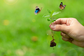 closeup of woman hands holding sprout on earth day.Environment conservation and energy saving concept.