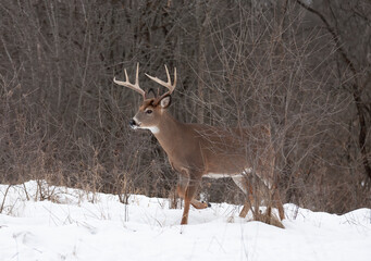 White-tailed deer buck standing in the winter snow in Canada
