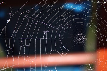 Pająk,sieć,pajęczyna,krajobraz