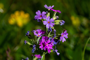 Fototapete bei efototapeten.de bestellen   