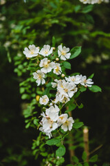 white wildflowers growing in the forest - moody
