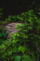 plants growing over fallen log - moody