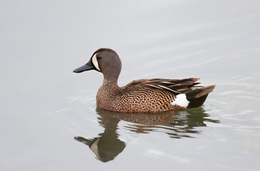 Obraz premium Green-winged teal female resting on side of pond in Ottawa, Canada