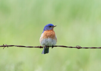 Bluebird male perched in spring in Ottawa, Canada