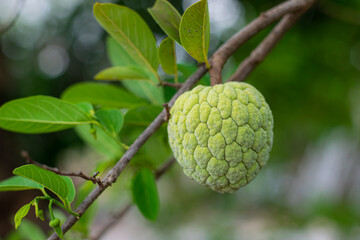 Fresh custard apple on the tree