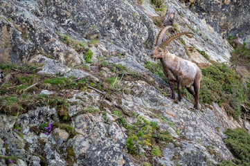 männlicher Steinbock in Felswand bei Pontresina