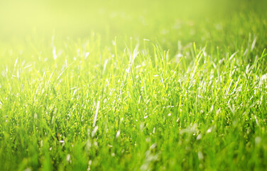 Summer background with green grass