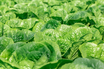 Organic hydroponic vegetables conservatory plantation.Horticulture in cultivation greenhouse farm.