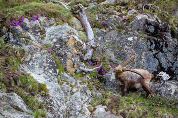männlicher Steinbock in Felswand bei Pontresina