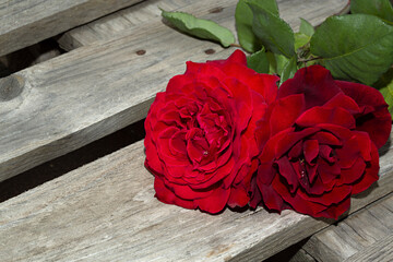 Rosas rojas sobre fondo de madera.