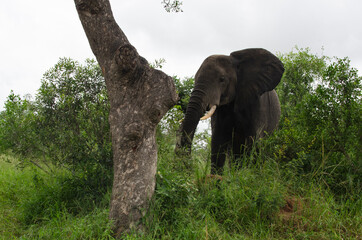 Fototapeta premium Eléphant d'Afrique, Loxodonta africana, Parc national Kruger, Afrique du Sud