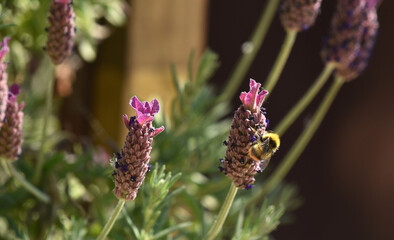 close up of bee on lavender flower
