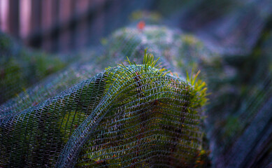 grass in the net, concept environmental problem in the city